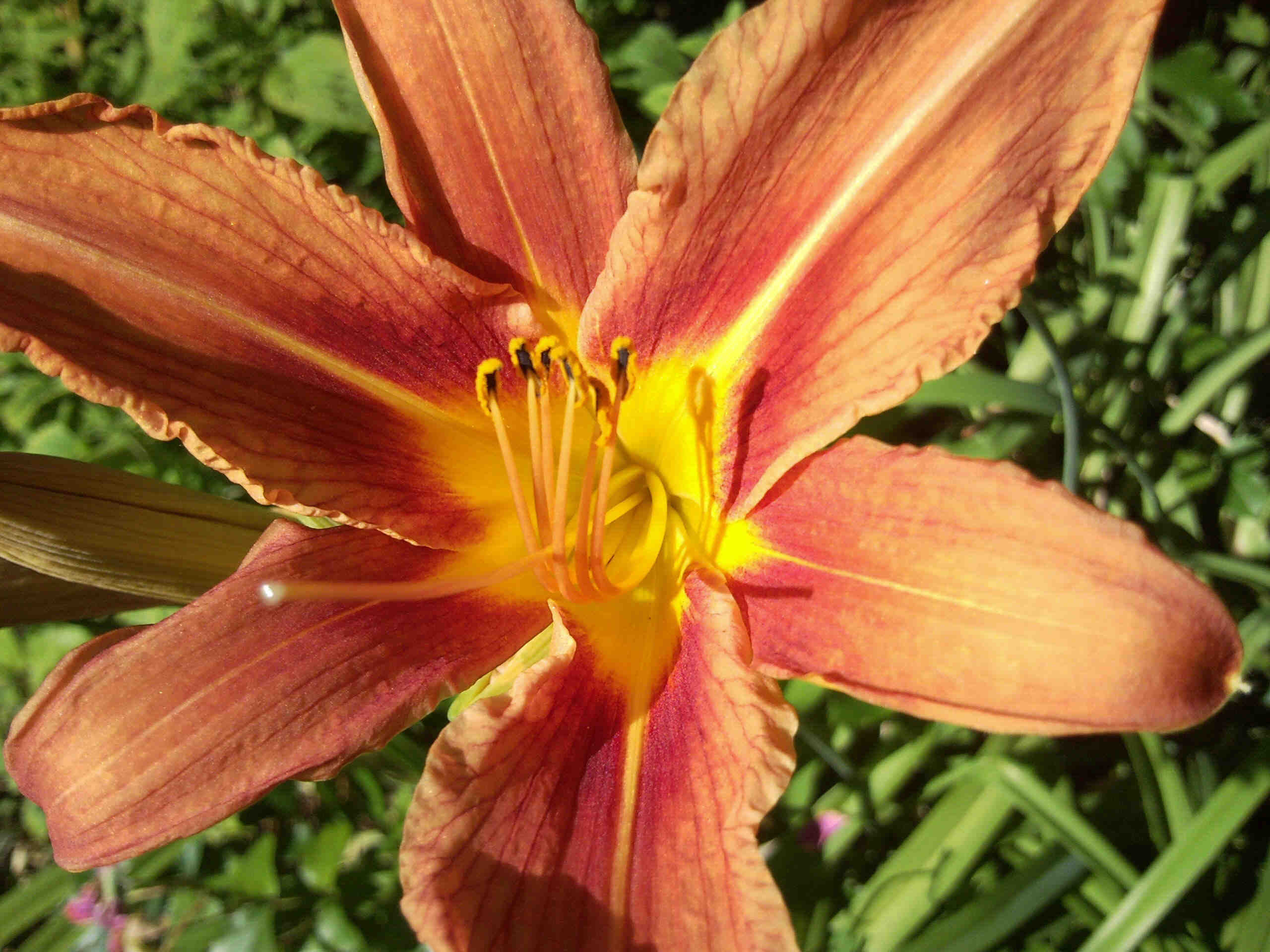 Feuerlilie orange