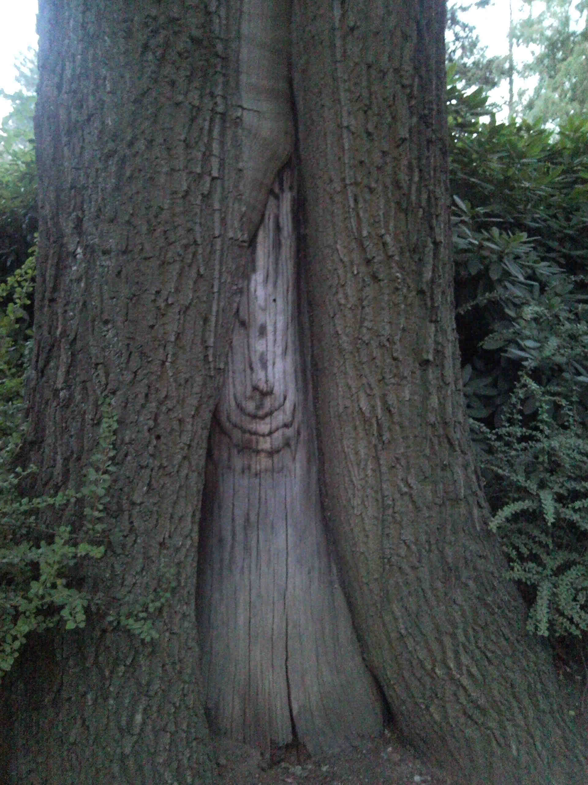 Eiche im Stadtpark Hamburg