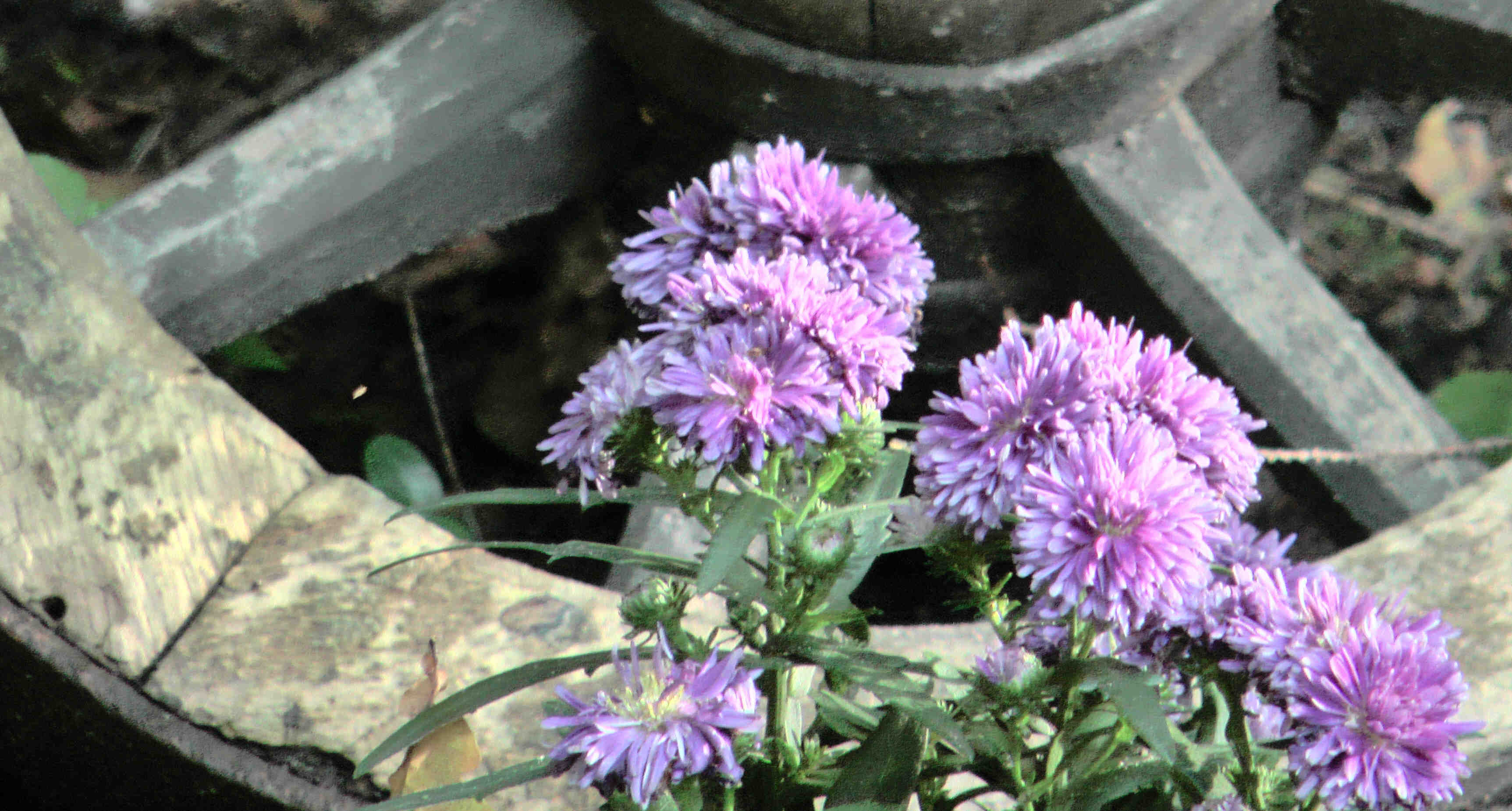 Herbstaster lila