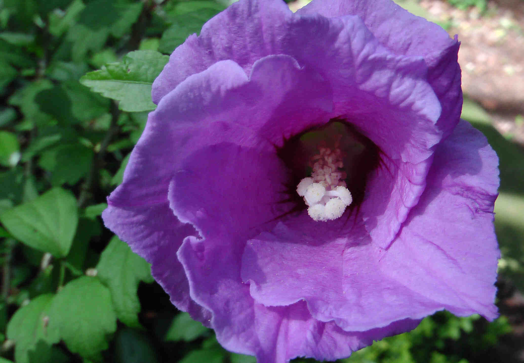 Hibiskus lila