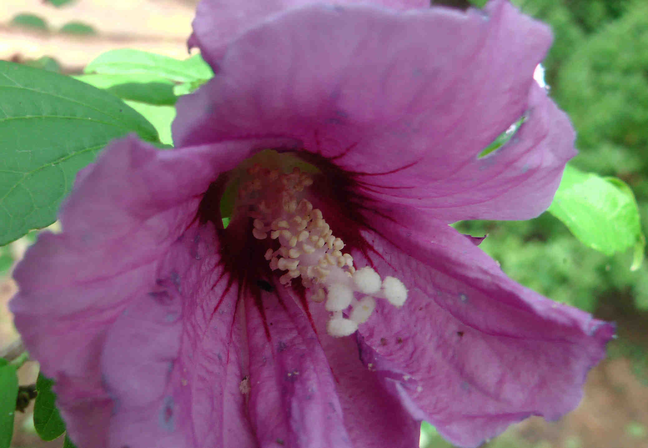 Hibiskus Blütenstempel