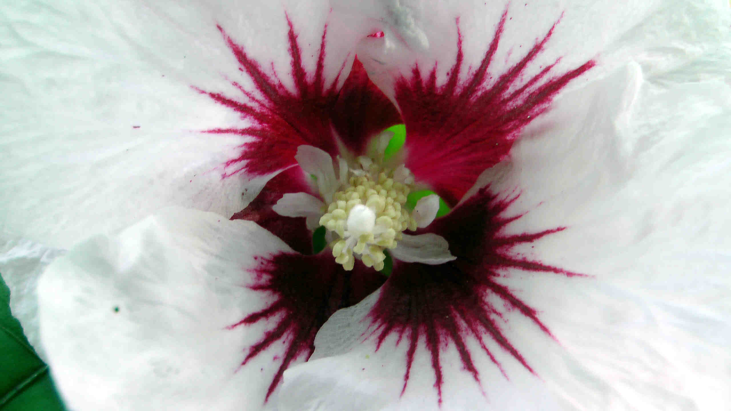 Hibiskus weiss-rot