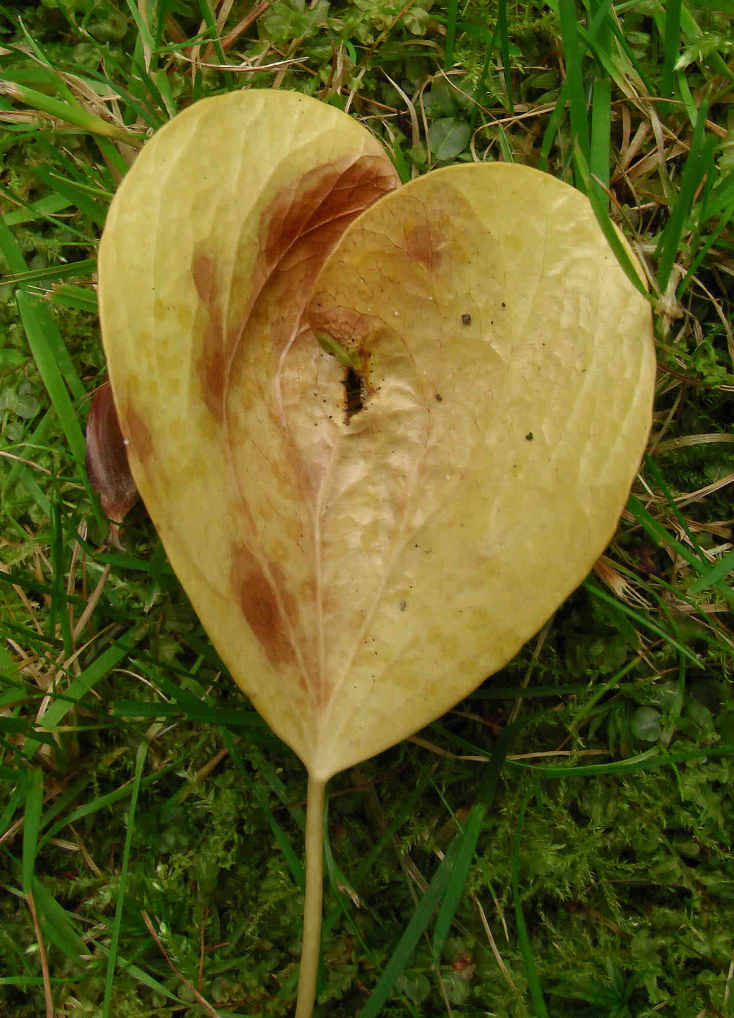 Herzblatt