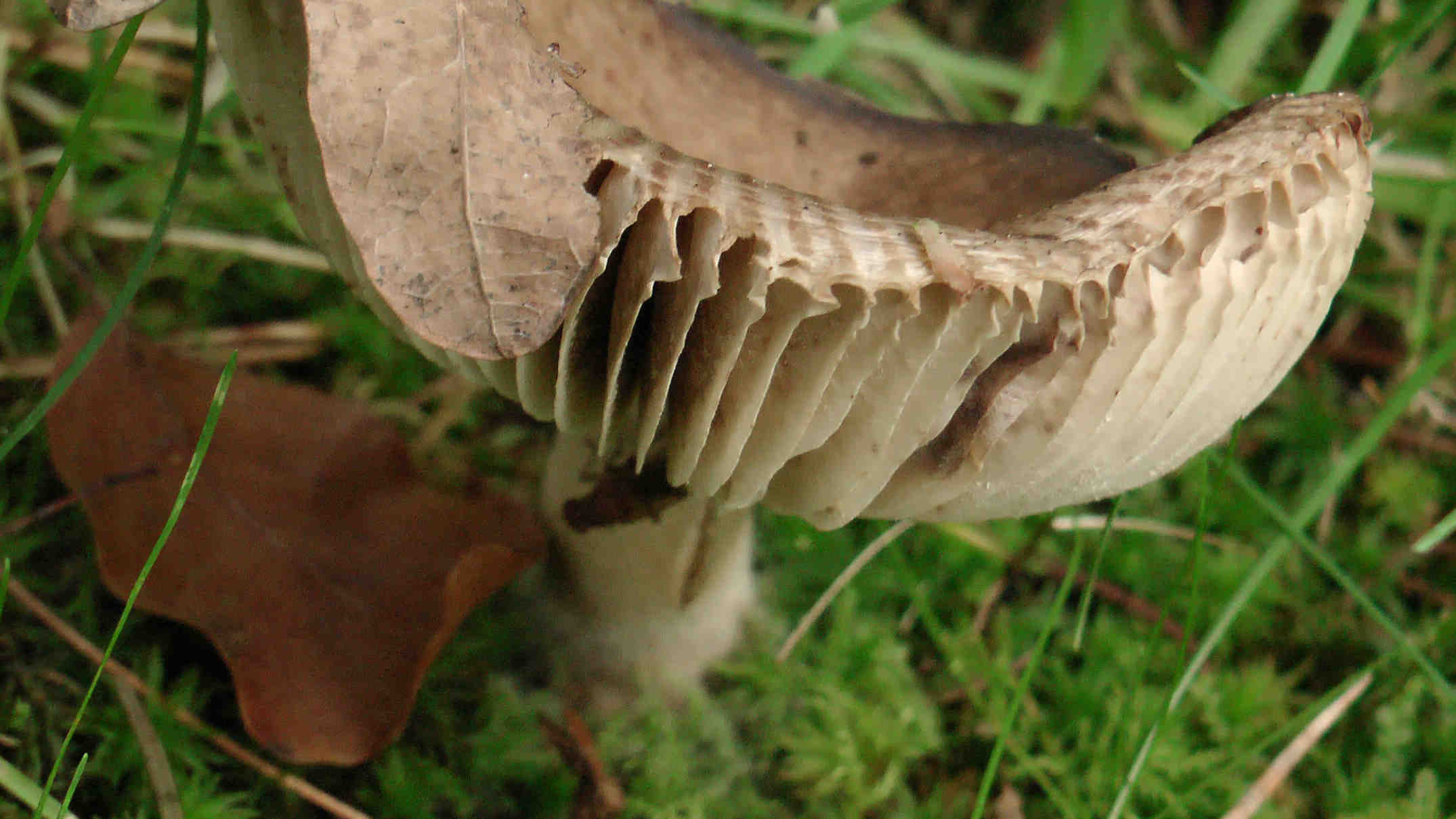 Ein Pilz mit Lamellen (3)
