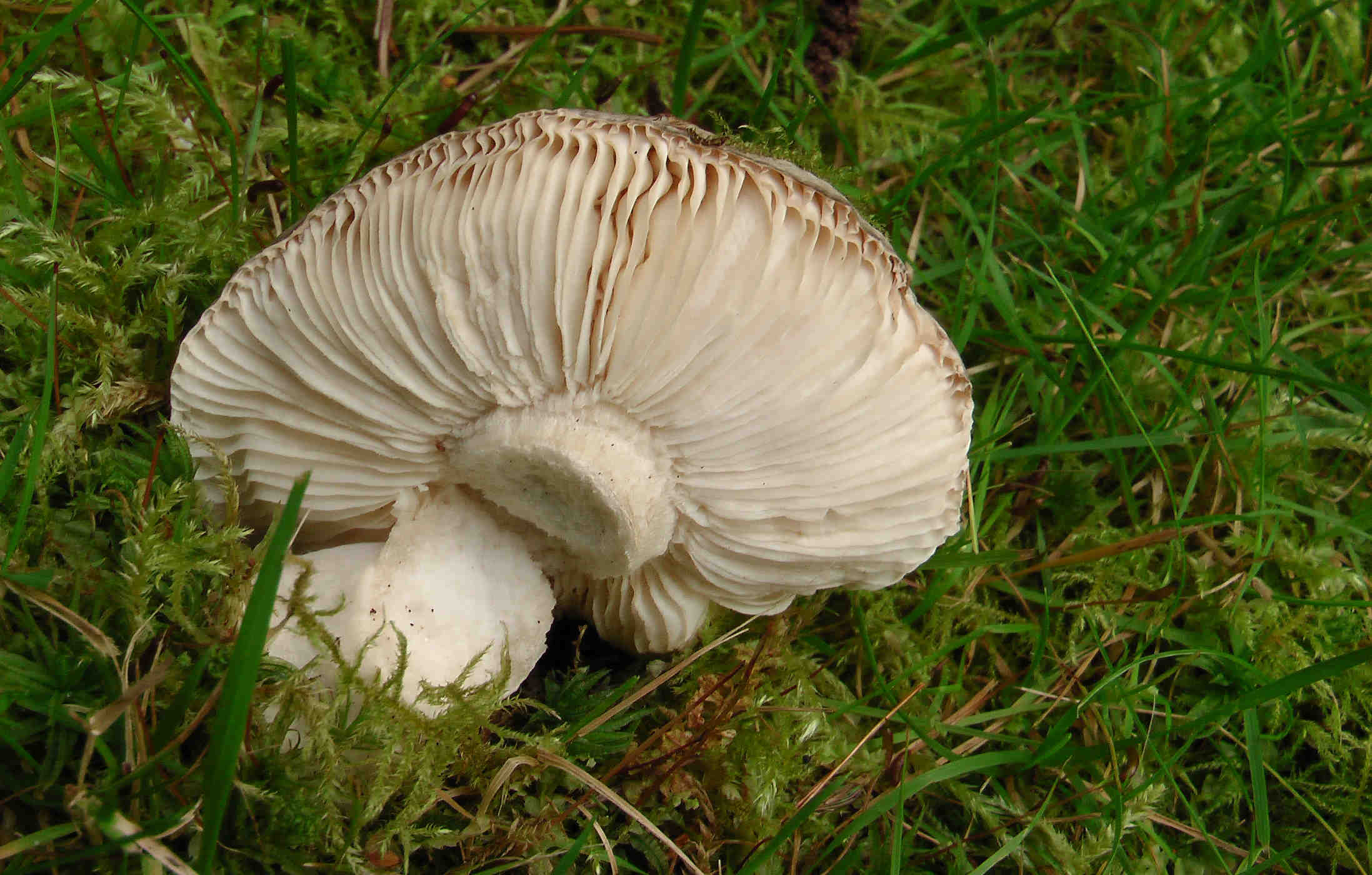 Ein Pilz mit Lamellen (4)