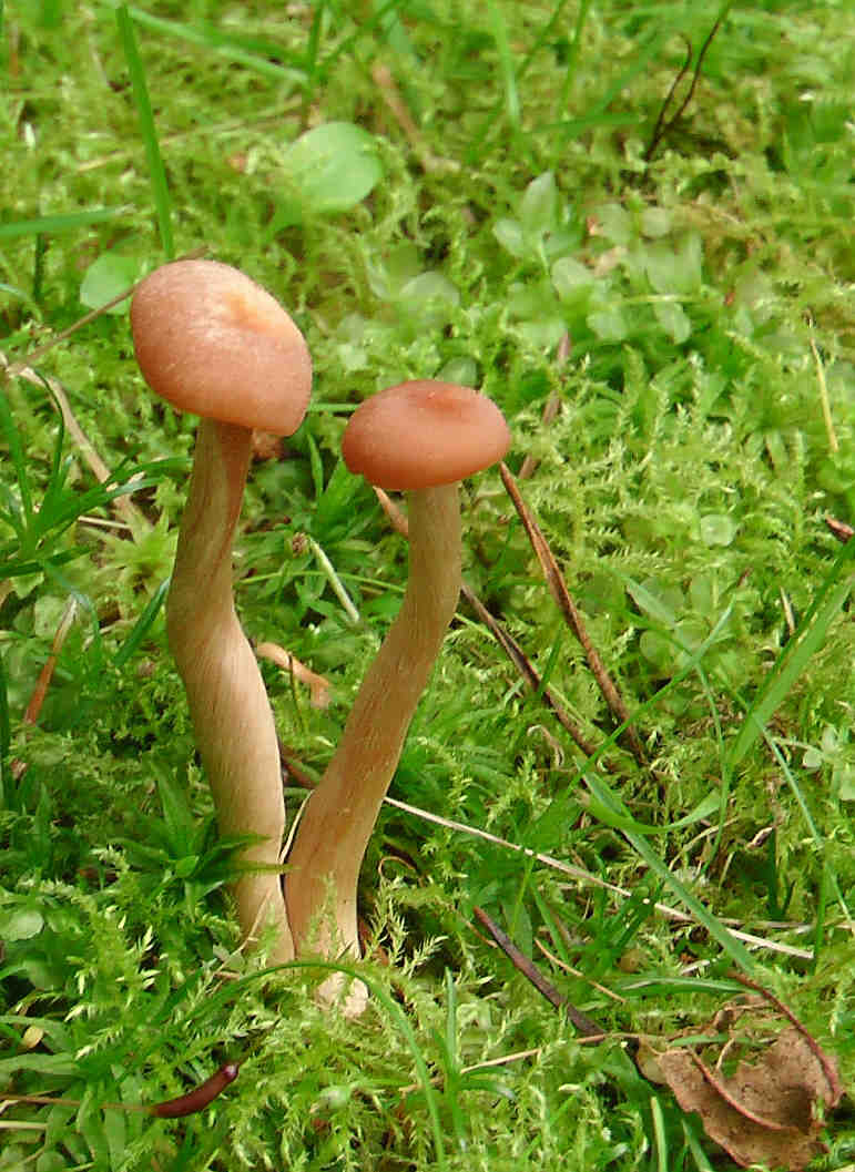 Schlangenpilz in Miniformat