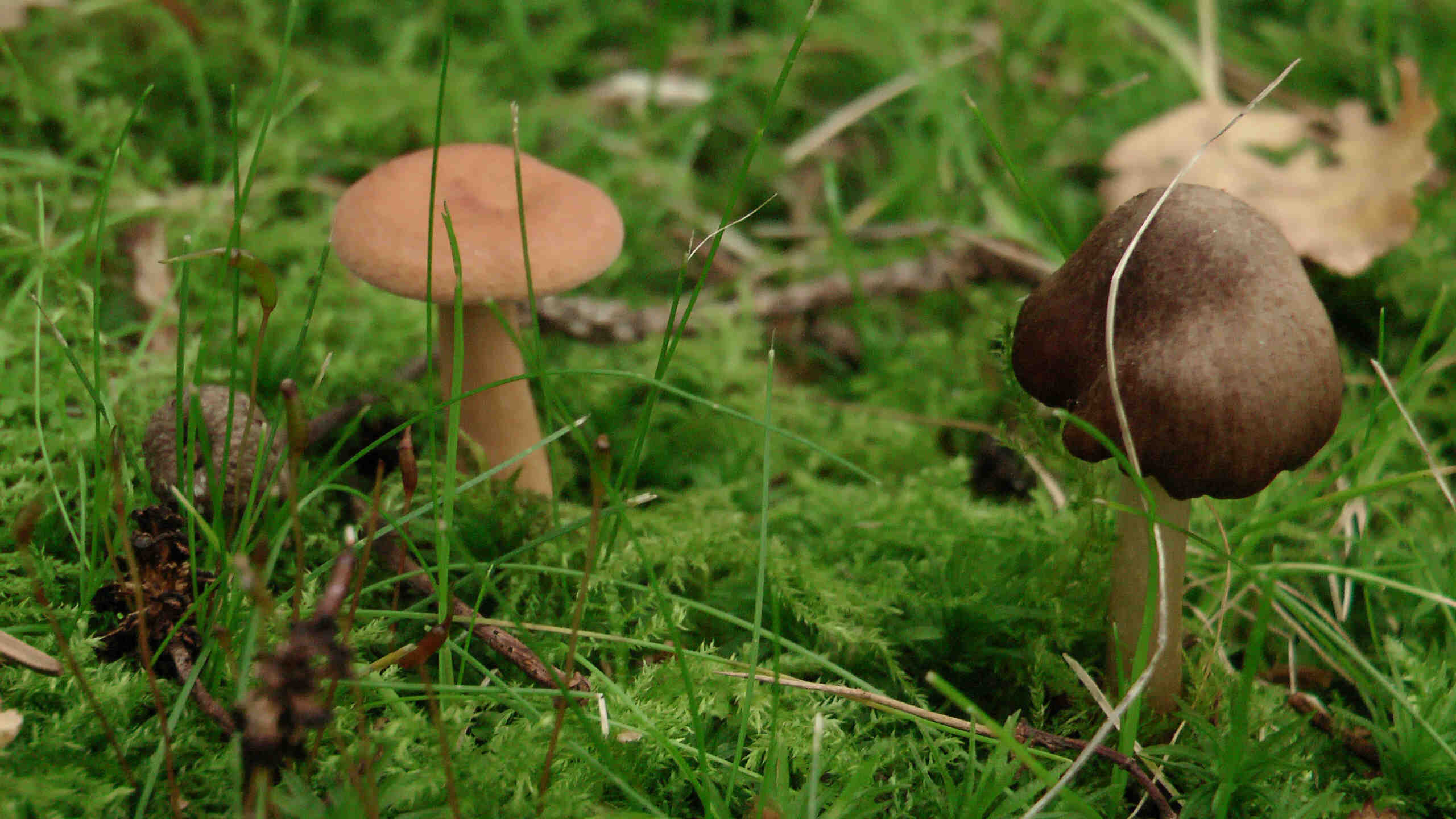 Zwei Pilze
