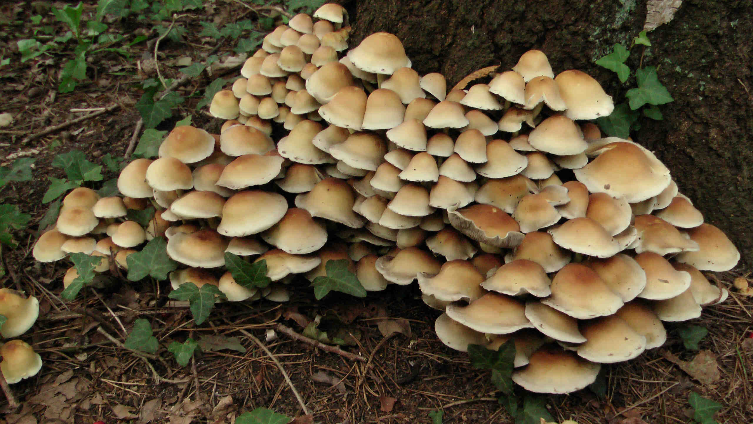 Pfirsich-Glockenpilze