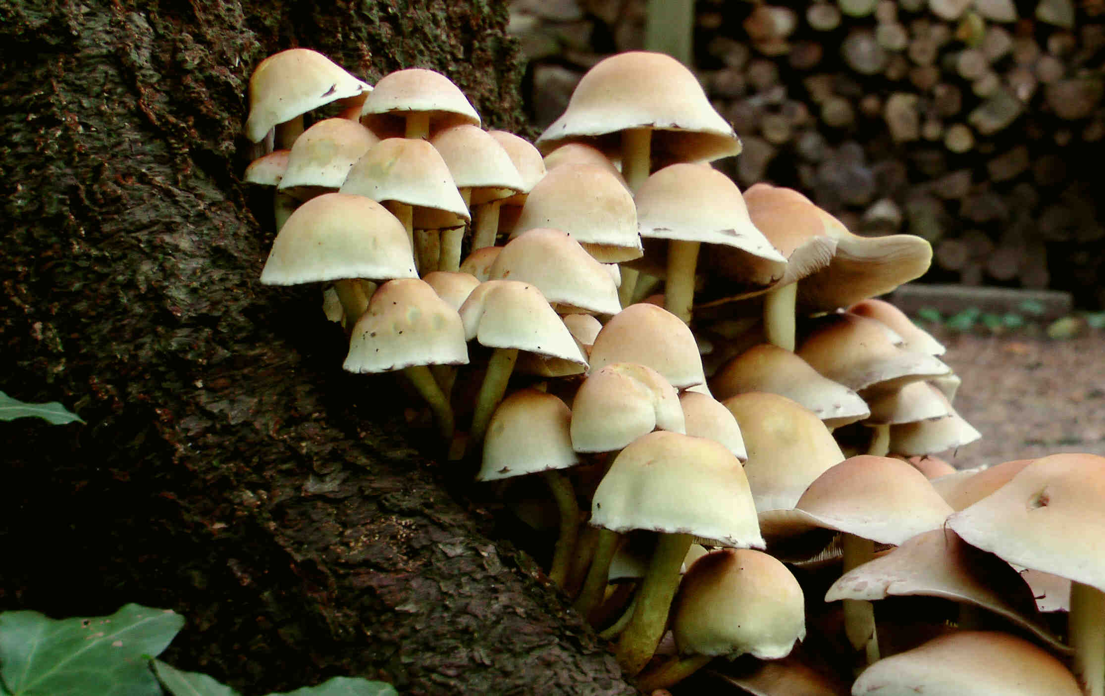 Pfirsich-Glockenpilze (3)