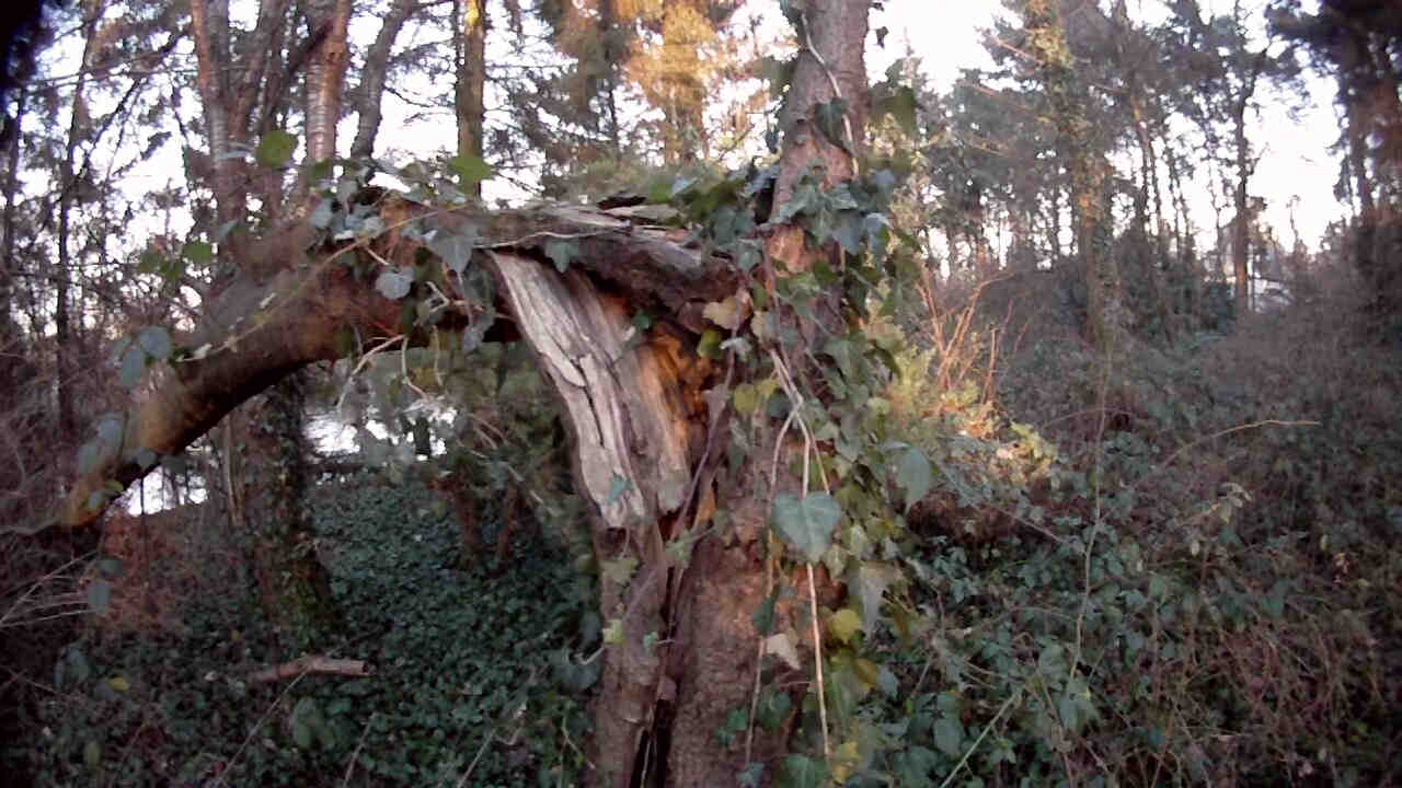 Noch ein geknickter Baum