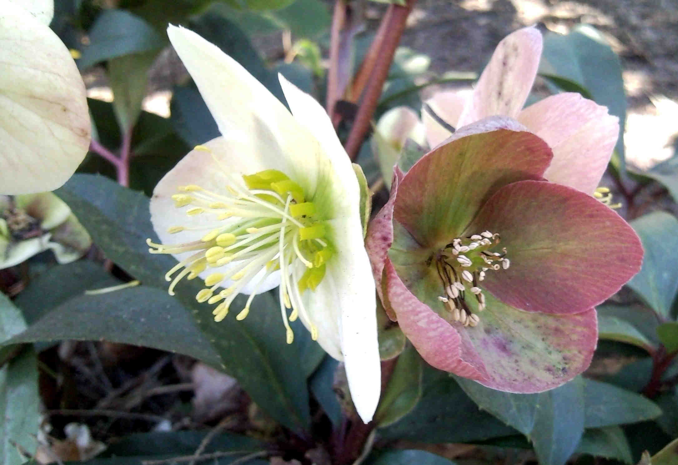 Christrose weiß (1)