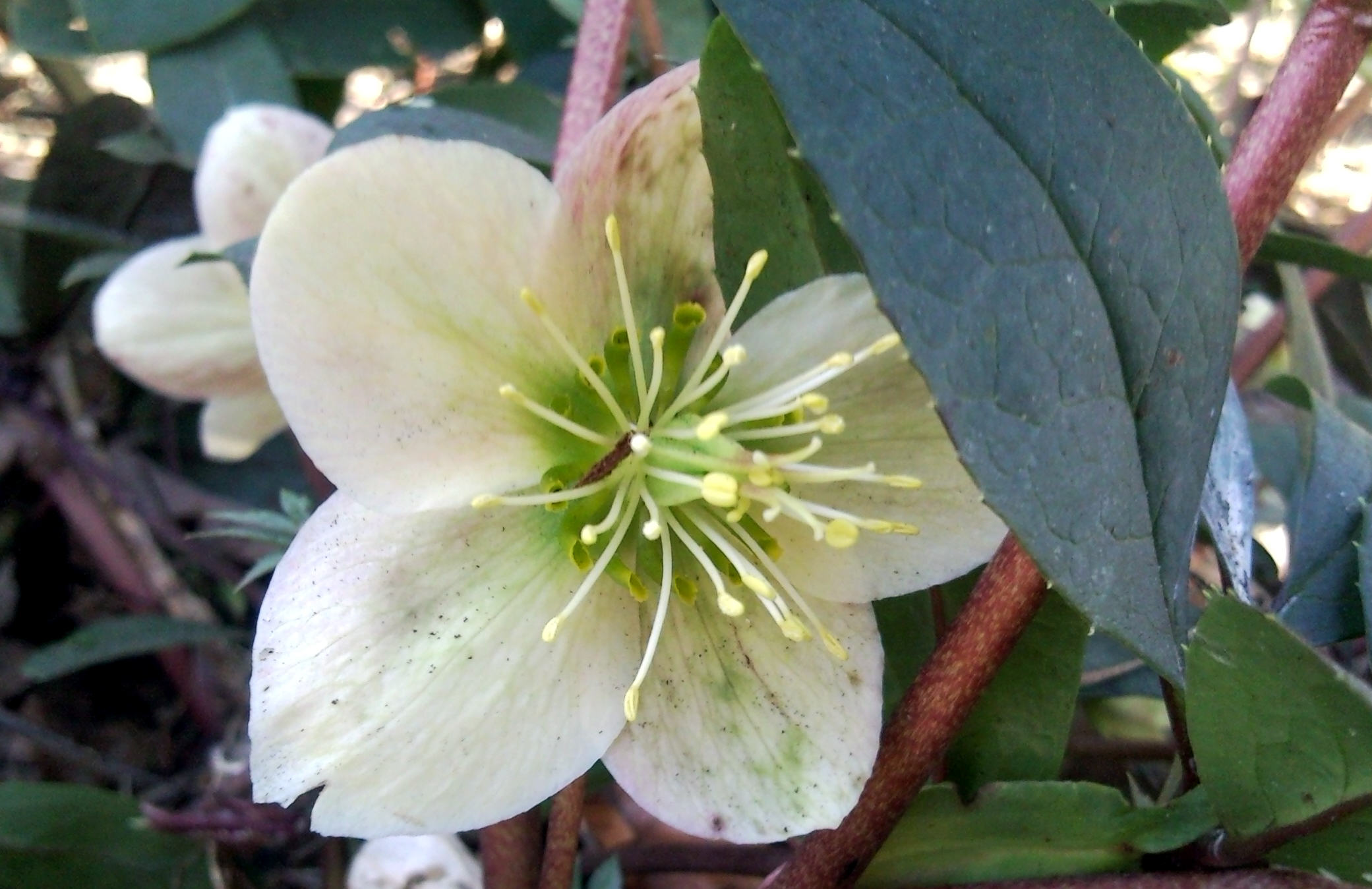 Christrose weiß (3)