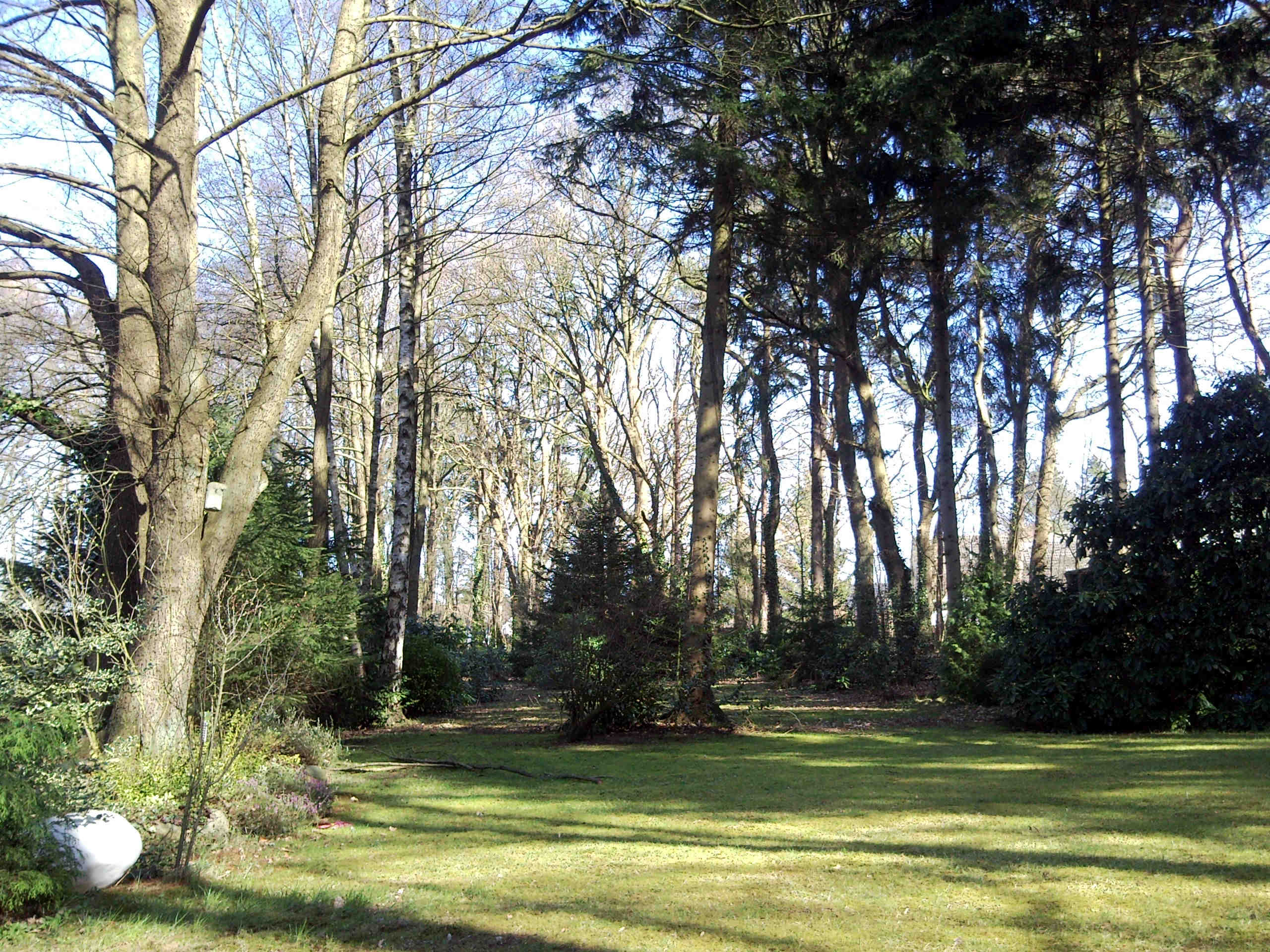 Die Wiese in der Frühlingssonne