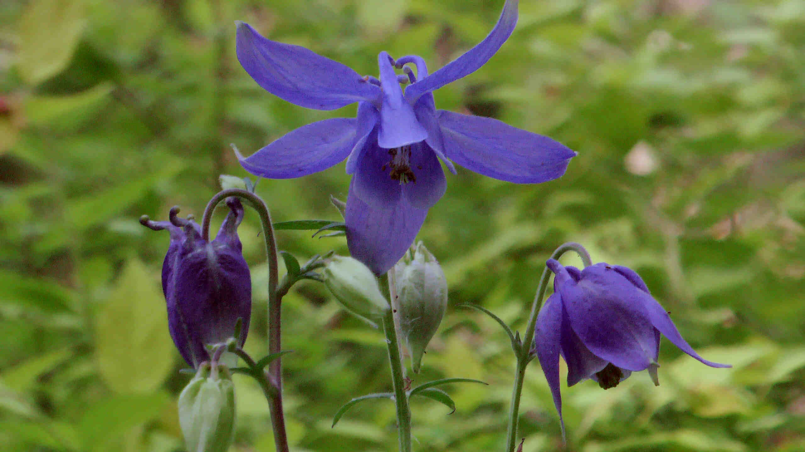 Akelei blau (3)