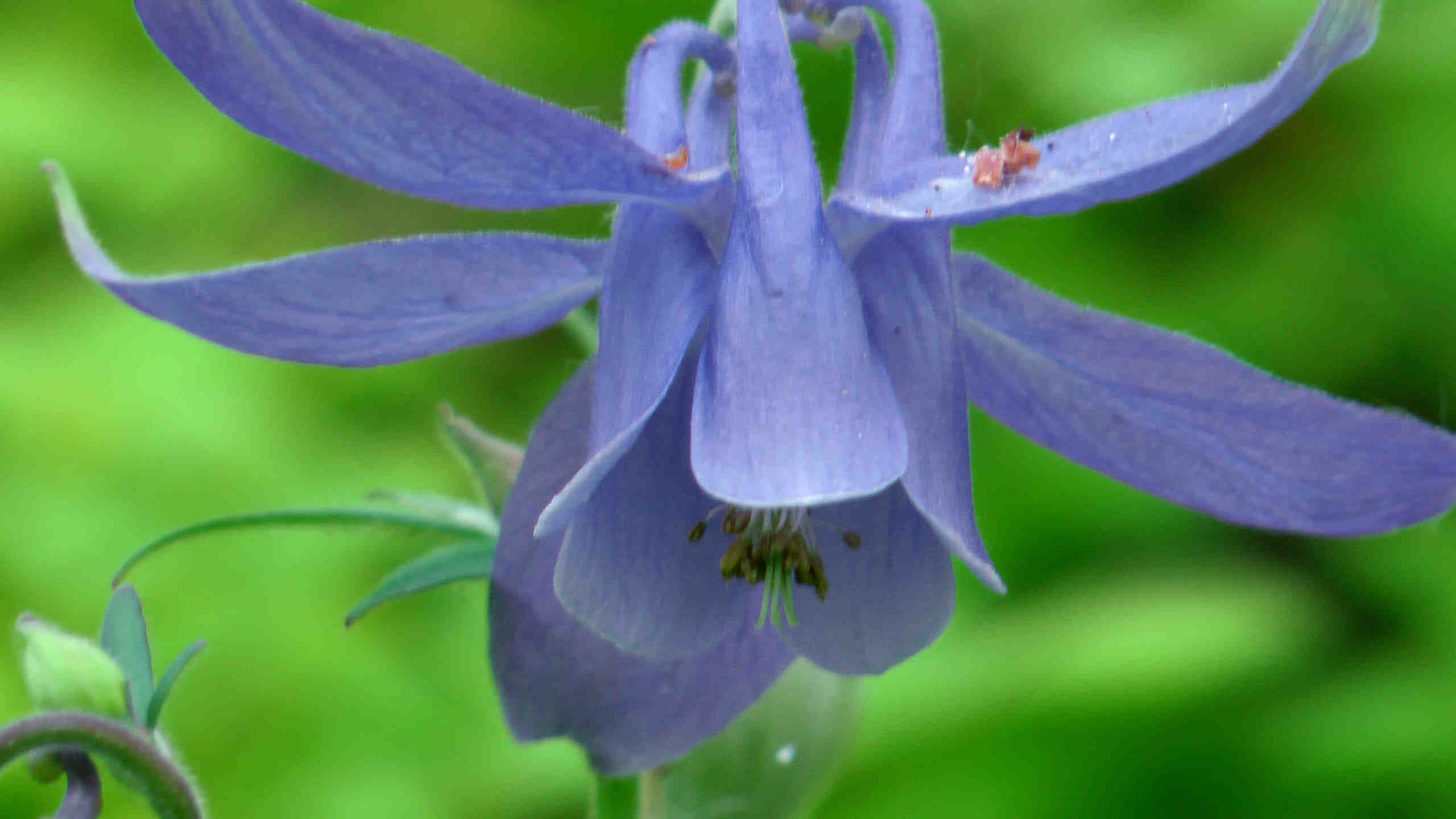 Akelei blau (4)