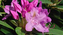 Rhododendron fliederfarben