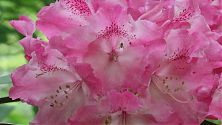 Rhododendron rosa-weiß