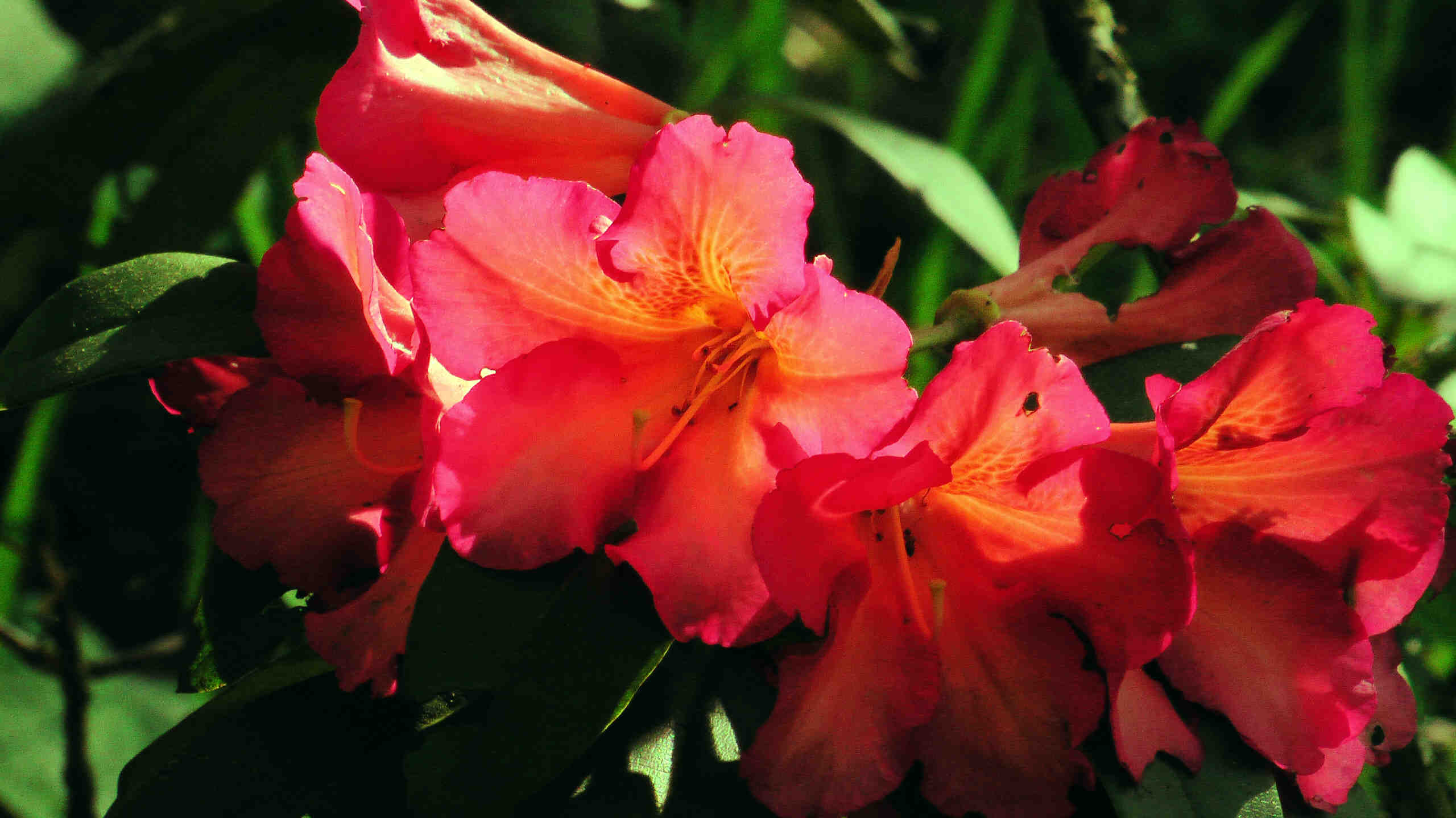 Rhododendron orange-rot