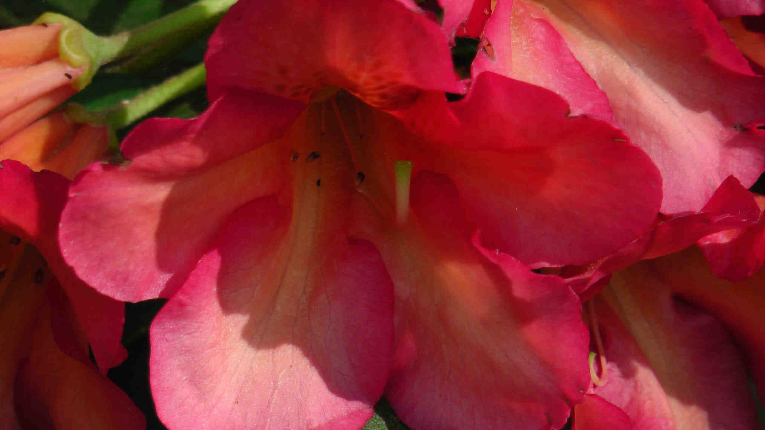 Rhododendron orange-rot (2)