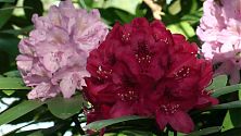 Rhododendron rot