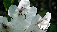 Rhododendron weiß (2)