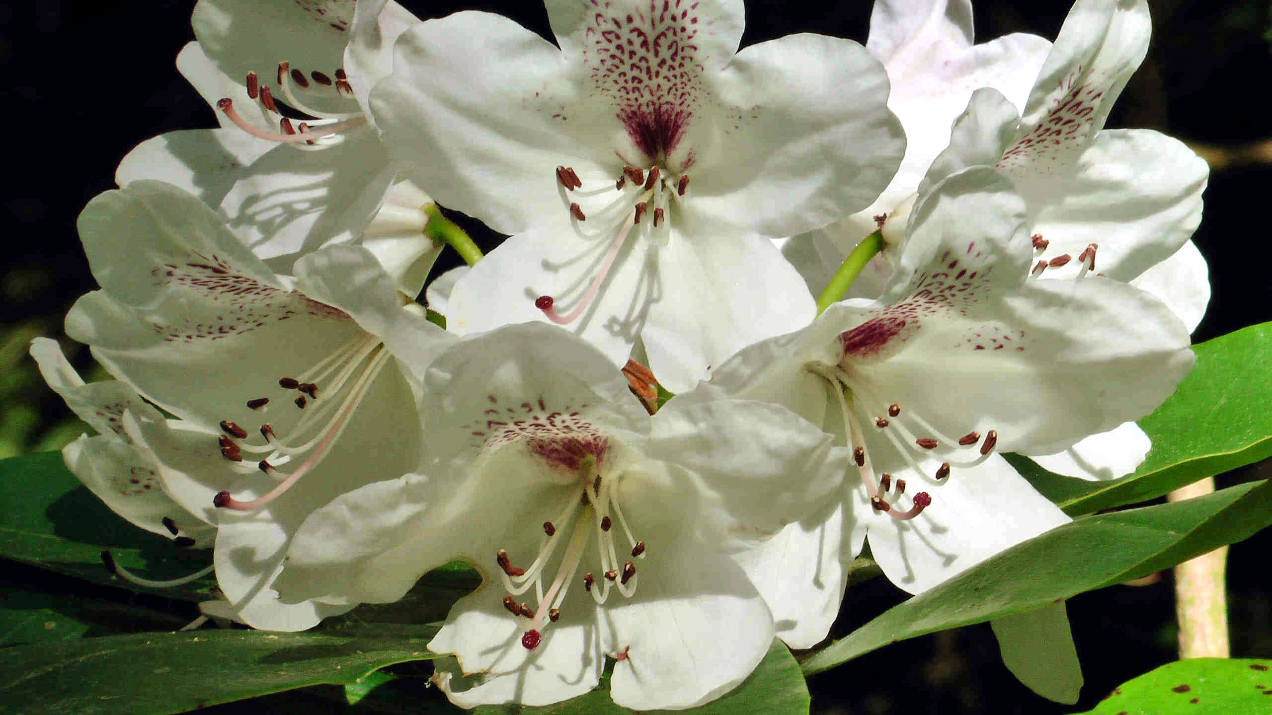 Rhododendron weiß (3)