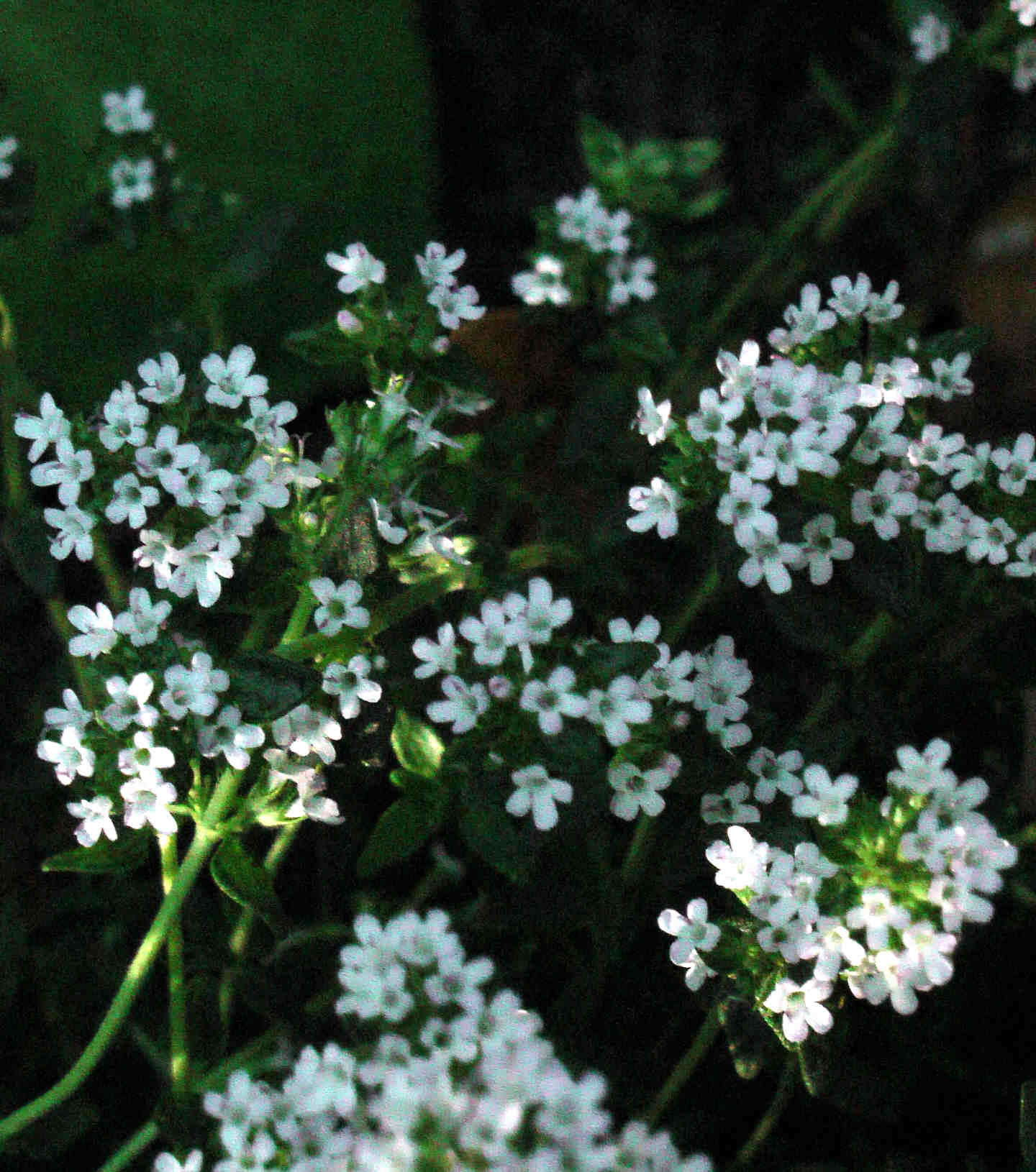 Thymian