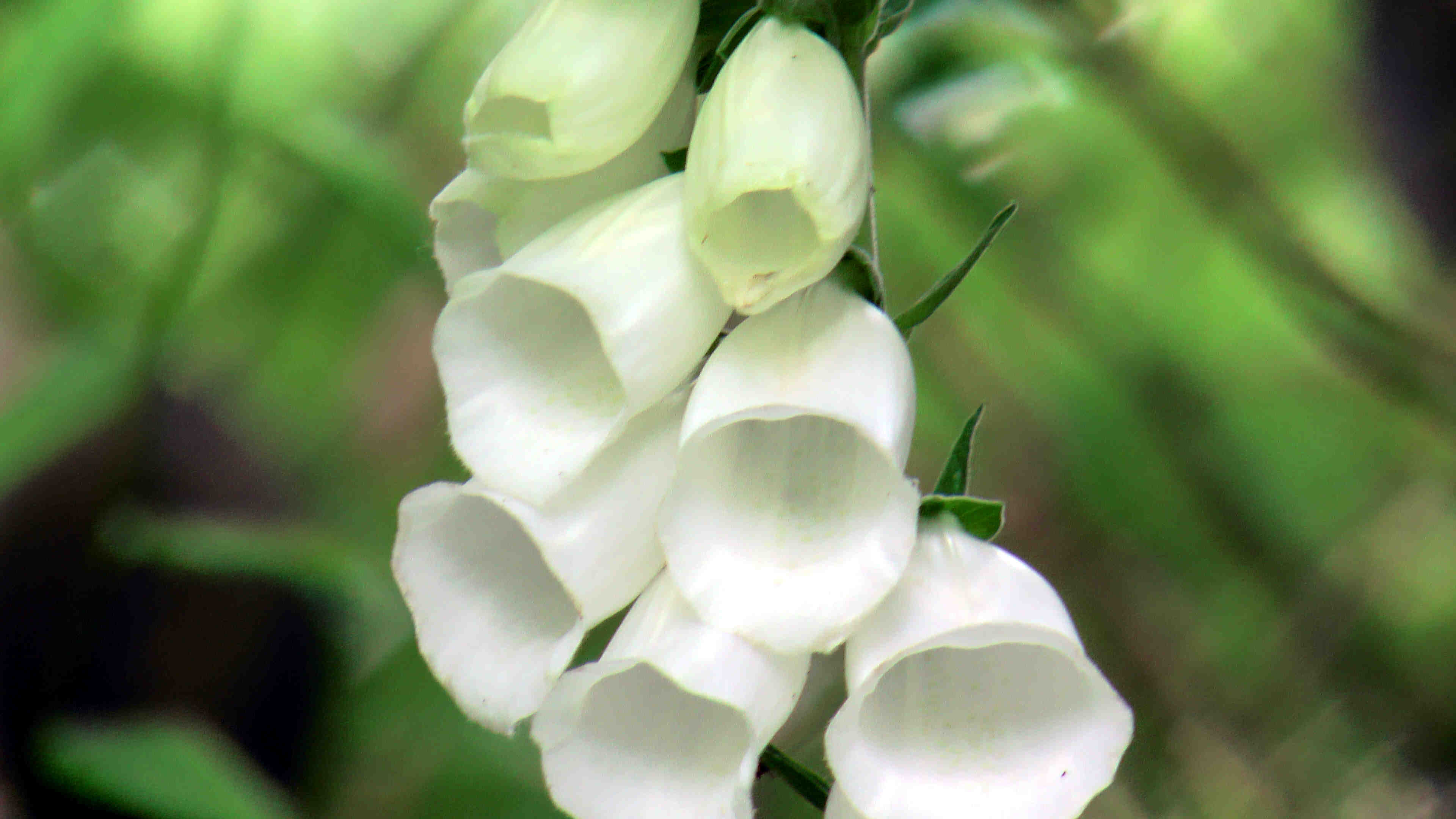 Fingerhut weiss (2)