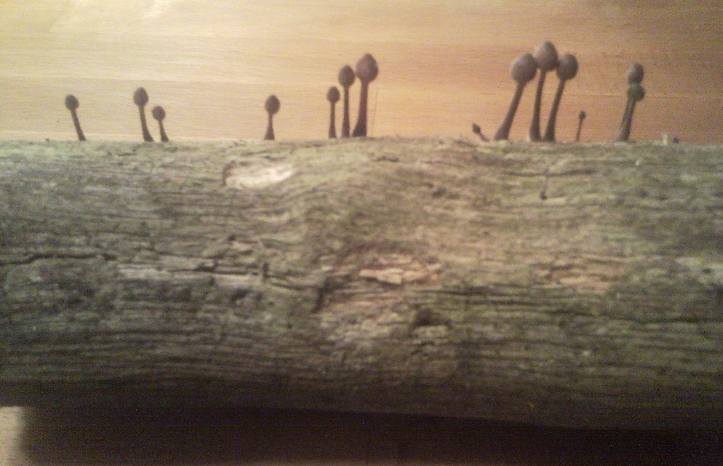 Pilze auf Holzscheit