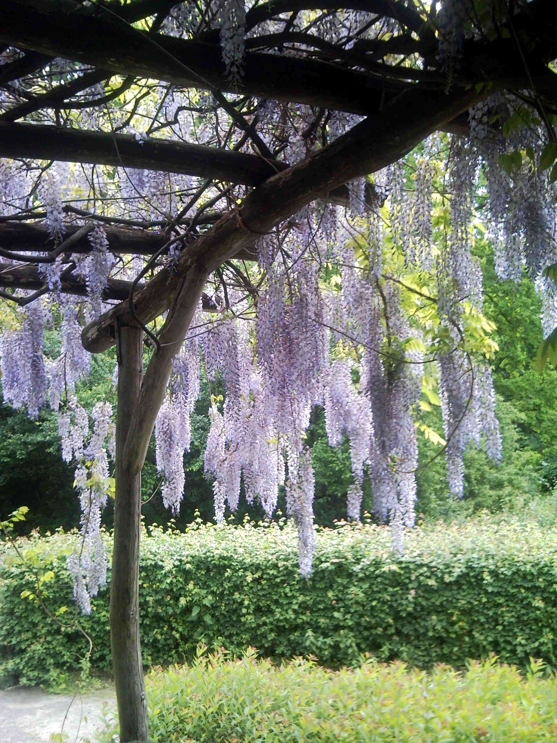 Brixplatz - Wisteria-Dach
