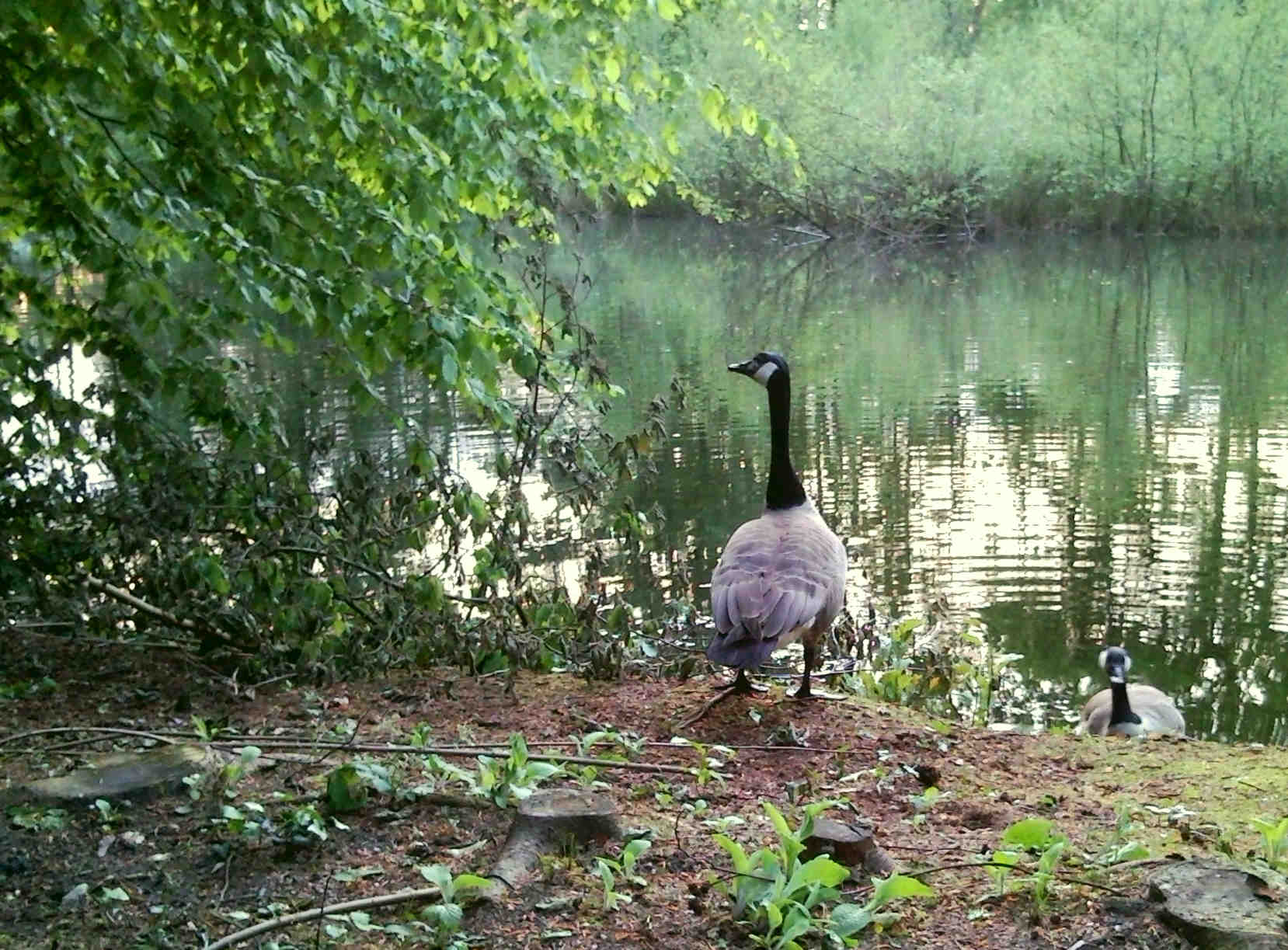 Kanadagänse am Seeufer (1)