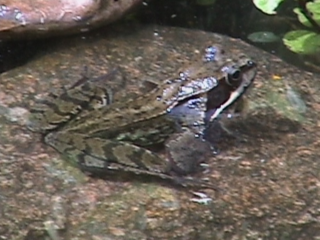 Frosch 2