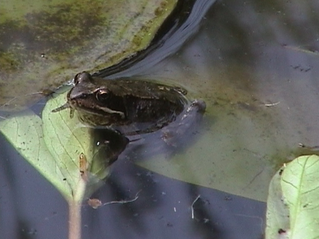 Frosch 5