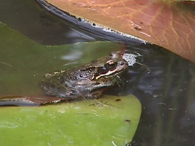 Frosch 4