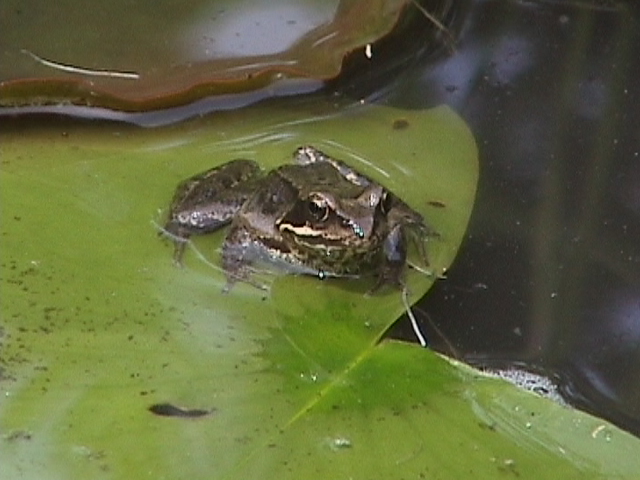 Frosch 3