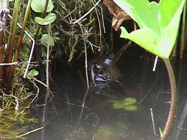 Frosch 1