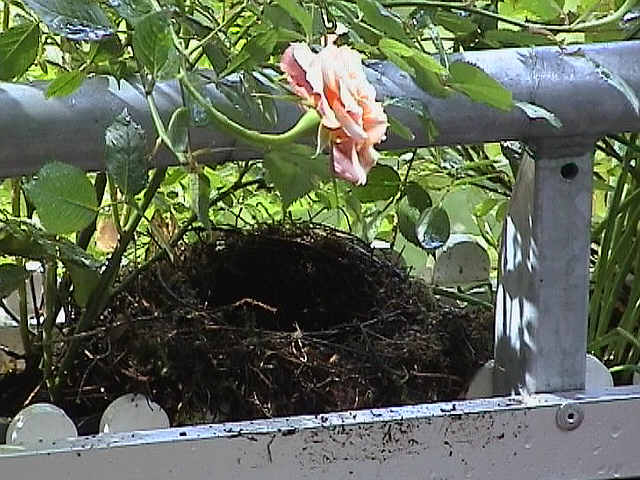 Nest 16.6.2004