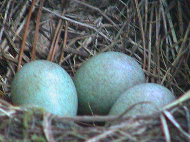 Eier 26.6.2004