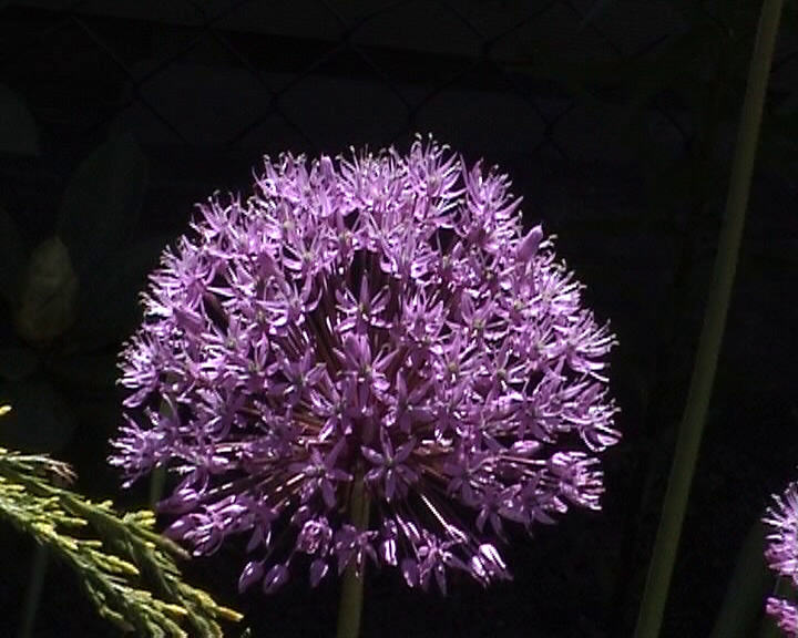 Riesenallium 