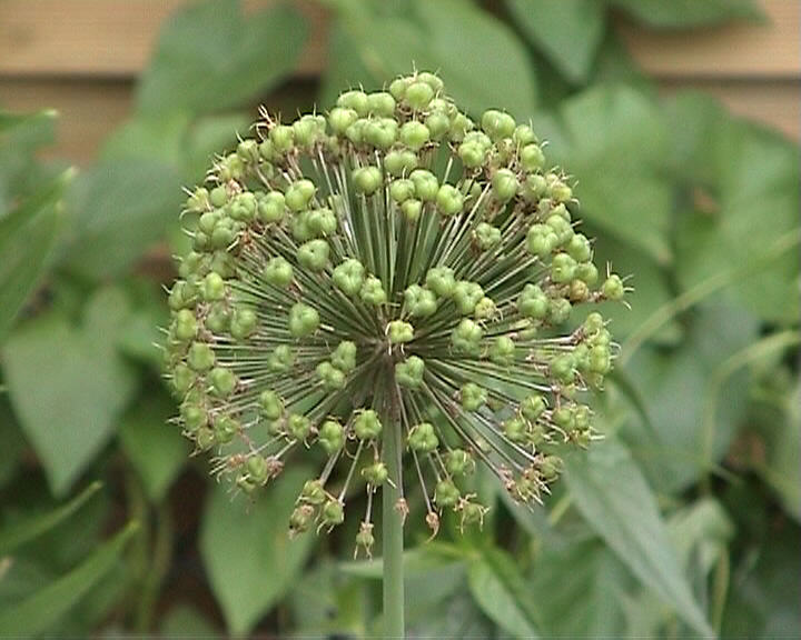 Riesenallium verblüht 