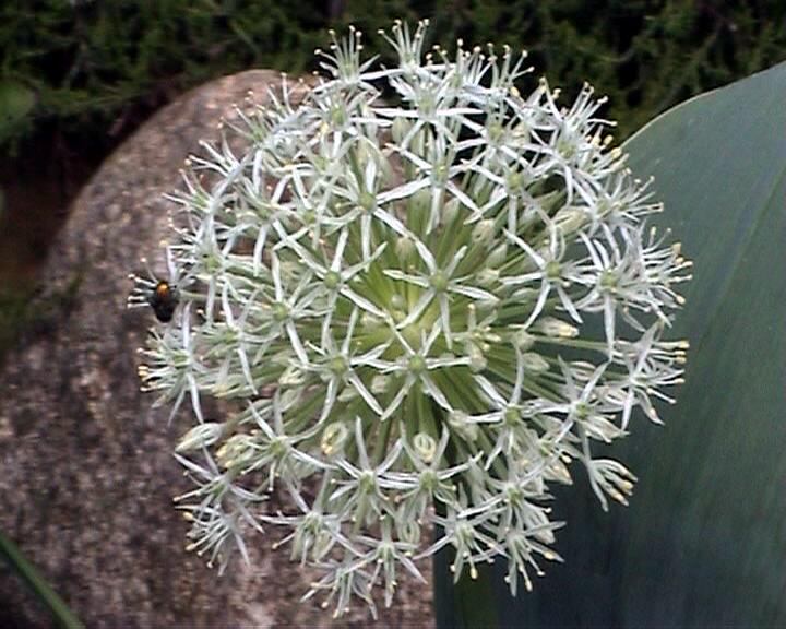 Allium klein und weiß